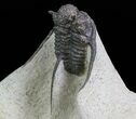Spiny Cyphaspis & Austerops Trilobite Association #69749-8